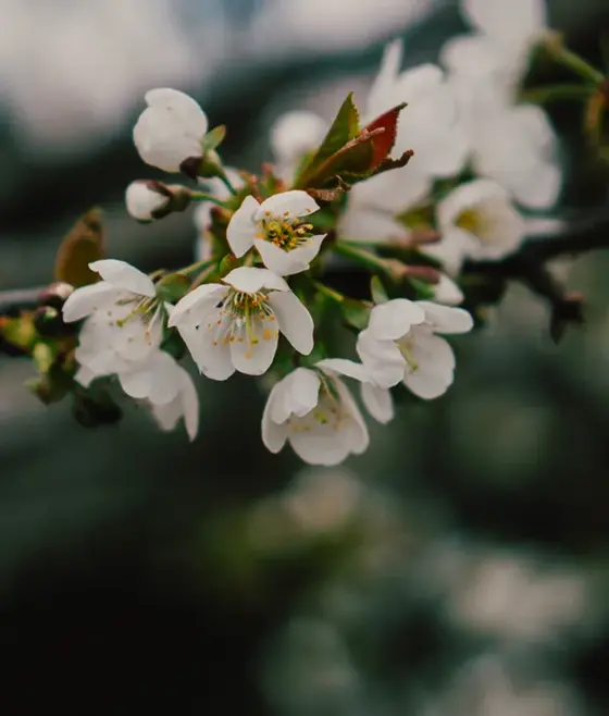 Neutral palette<br />
of blossoms