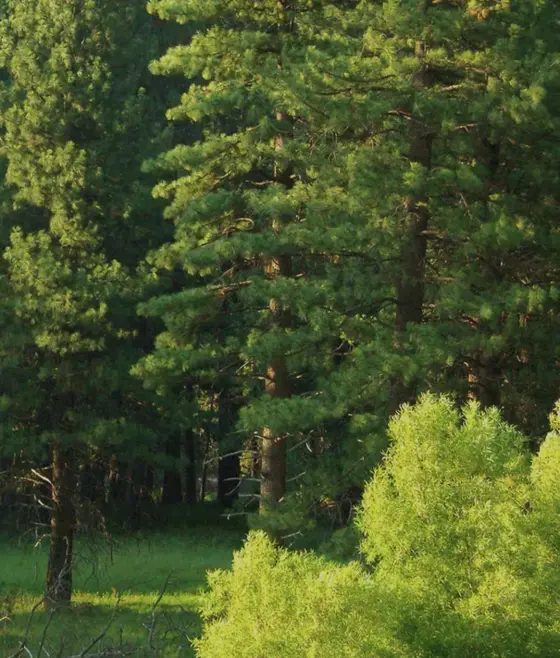 Multiple<br />
forest layers