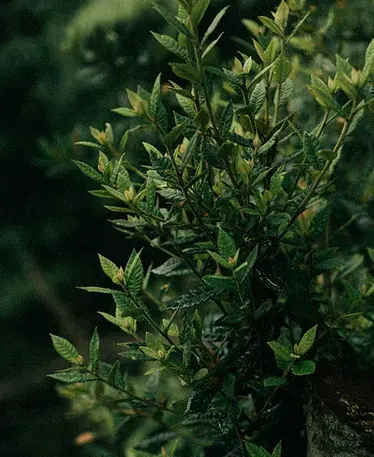 Luscious trees