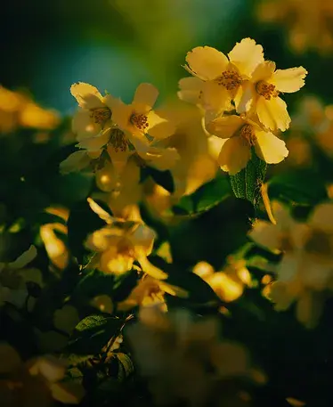 Decorative flowerbeds